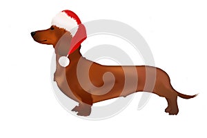 An isolated Dachshund dog in Santa Claus hat on white background