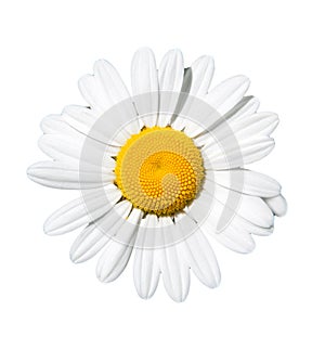 Isolated daisy