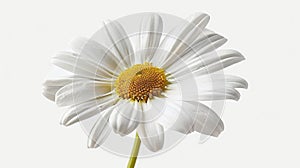 Isolated daisy flower with handcrafted clipping path