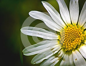 Isolated daisy on italian alps