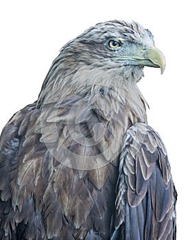Isolated dark brown eagle portrait
