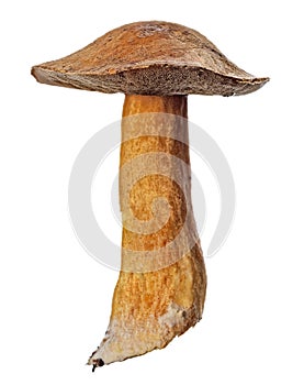 Isolated dark yellow velvet bolete