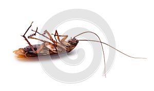 Muerto cucaracha cucaracha 