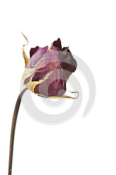 Isolated Dead Rose