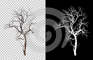 Isolated death tree on transperrent picture background