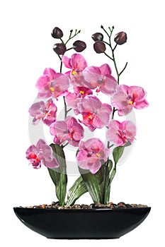 Isolated Decorative Orchid