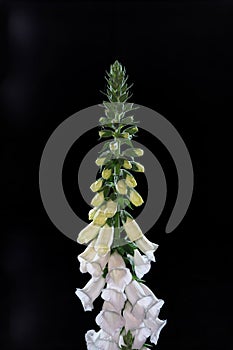 Isolated Digitalis or foxgloves flowers on black background