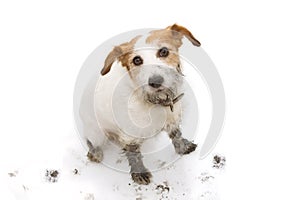 ISOLATED DIRTY AND GUILTY  JACK RUSSELL DOG, AFTER PLAY IN A MUD PUDDLE WITH PAW PRINTS  AGAINST  WHITE BACKGROUND. FROM ABOVE