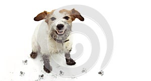 ISOLATED DIRTY JACK RUSSELL DOG, AFTER PLAY IN A MUD PUDDLE WITH PAWPRINTS  AGAINST  WHITE BACKGROUND