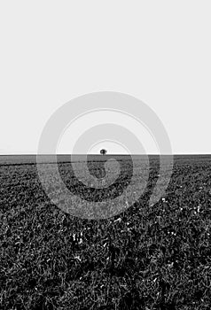 Isolated, distant tree seen in a large field during winter.