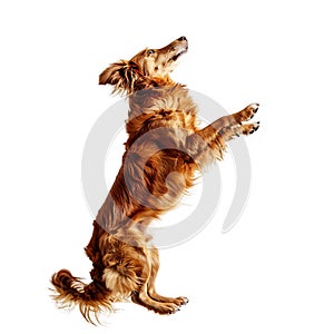 Isolated dog jumping on transparent background ai generated photo