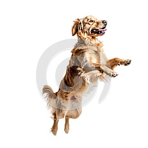 Isolated dog jumping on transparent background ai generated photo