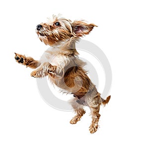 Isolated dog jumping on transparent background ai generated photo