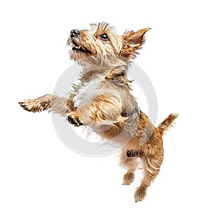 Isolated dog jumping on transparent background ai generated photo
