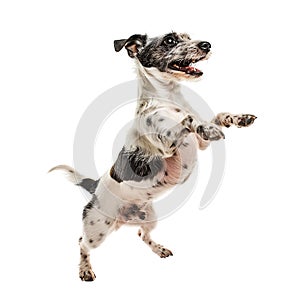 Isolated dog jumping on transparent background ai generated photo