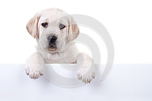 Isolated Dog White Sign