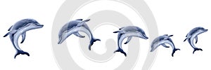 Isolated Dolphins jumping high quality rendering illustration