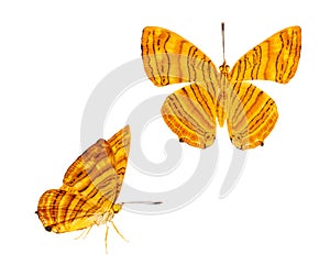 Isolated dorsal and side view of common maplet Chersonesia risa photo