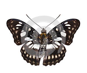 Isolated dorsal view of Black-veined sergeant butterfly & x28; Athyma