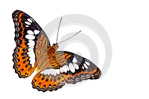 Isolated dorsal view of Commander butterfly  Moduza procris  on white photo
