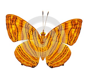 Isolated dorsal view of common maplet Chersonesia risa butter photo