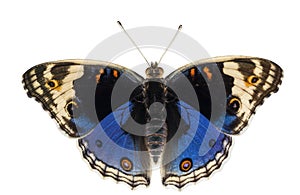 Isolated dorsal view of male blue pansy butterfly Junonia orit