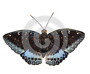 Isolated dorsal view of male Common Archduke butterfly Lexias photo