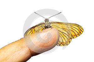 Isolated dorsal view of yellow coster butterfly Acraea issoria