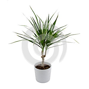 Isolated Dracena