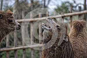 Isolated Dromedar Camel