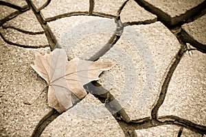 Isolated dry leaf on dry ground - toned image
