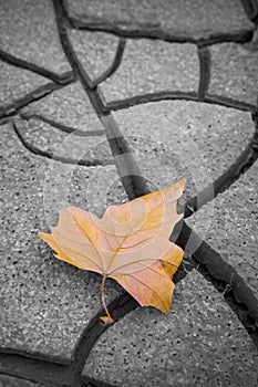 Isolated dry leaf on dry ground
