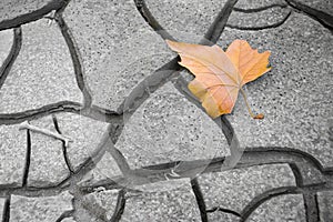 Isolated dry leaf on the ground - concept image