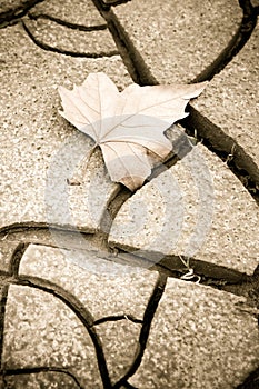 Isolated dry leaf on the ground - concept image
