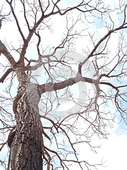 Isolated Dry Tree in winter season