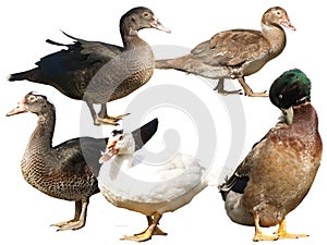 Isolated ducks different breeds