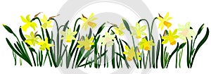 Isolated Easter blossom banner with daffodils.