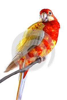 Isolated Eastern Rosella on perch