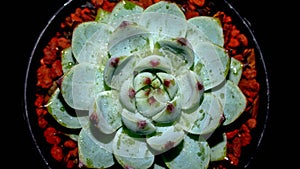 Isolated Echeveria chihuahuaensis  Cat`s Claw on black background.