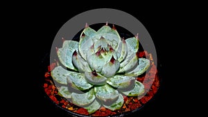 Isolated Echeveria chihuahuaensis  Cat`s Claw on black background.