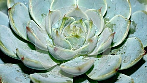 Isolated Echeveria minima blue on dark background.