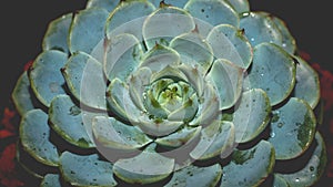 Isolated Echeveria minima blue on dark background.