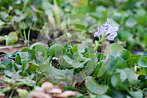 Isolated Eichornia plant with flower - common water hyacinth photo