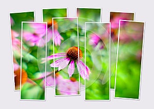 Isolated eight frames collage of picture of blooming Echinacea flovers.