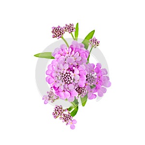 Isolated elements for floral design. purple beautiful flowers of iberia on white background photo