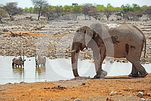 Isolated Elephant with Gemsbok Oryx in the background at a waterhole in Etosha national park