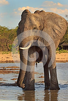 An Isolated Elephant having a drink at Makololo camp waterhole with a brilliant blue sky photo