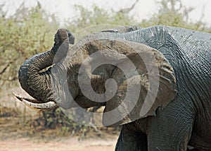 Isolated elephant head with trunk curled and elevated in air in Hwamge National Park, Zimbabwe