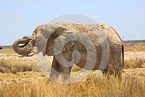 Isolated elephant standing on the Etosha plains