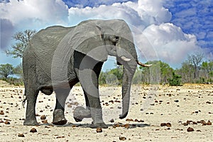 Isolated Elephant walking across the plains photo
